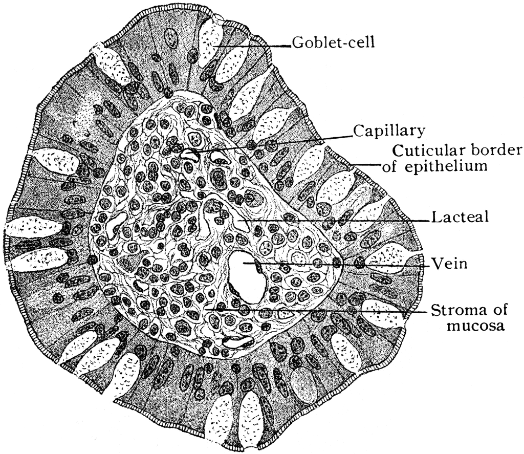 Small Intestine Transverse Section