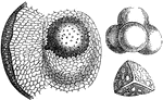 "1. Spore-case of Lycopodium denticulatum opened; 2. antheridium; 3. spore." -Lindley, 1853