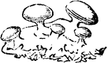 "Shields of Baeomyces rufus." -Lindley, 1853