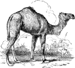 The one-humped or dromedary camel is an ungulate distinguished by the hump on the animal's back.
