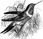 The ruby-throated hummingbird (Archilochus colubris) is a bird with a long beak and rapid wings. This species is known for the red color upon its neck.
