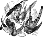 Hummingbird species (Ornismya): Gould's hummingbird (O. gouldii), Bar-tailed hummingbird (O. sappho), Cora hummingbird (O. cora), and the double-crested hummingbird (O. chrysolopha).