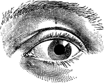 A human eye, used for sight, pictured with an eyebrow.