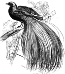 The Greater Bird of Paradise was once called as the Emerald Bird of Paradise because of the dark green color on its throat.