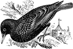 The European Starling is a passerine bird and the common species of starling.