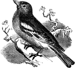 The chaffinch is a passerine bird of the finch family.