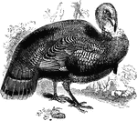 The wild turkey (Meleagris gallopavo) is a large bird native to North America.