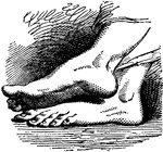 The foot is a biological structure found in humans that is used for walking.