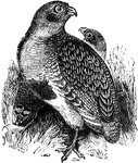 A partridge from the genus, Perdix.