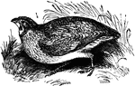 The common quail (Coturnix communis) is a bird of the pheasant family.
