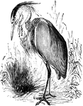 The grey heron (Ardea cinerea) is a large wading bird of the heron family.