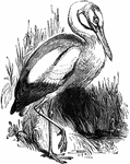 The white stork (Ciconia ciconia) is a large wading bird in the stork family (Ciconiidae).