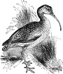The Eurasian curlew (Numenius arquata) is a wader in the family Scolopacidae.