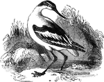The Pied Avocet (Recurvirostra avosetta) is a large wader in the avocet and stilt family, Recurvirostridae (bill curved upwards).