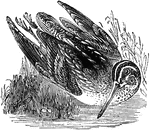 The snipe is a wading bird from the family Scolopacidae characterized by a long slender bill.