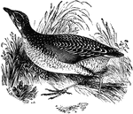 The corn crake or landrail is a small bird in the Rallidae family.