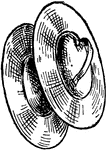 Cymbals consist of thin, normally round plates which are crashed together in music.