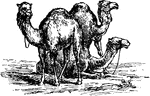 Camels are even-toed ungulates. The dromedary or one-humped camel has a single hump, and the Bactrian camel has two humps.