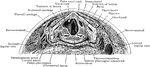 Anterior part of section across neck at level of false vocal cords; on left side ventricle of larynx is exposed.