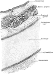 Transverse section of trachea, showing general arrangement of its wall.