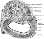 Transverse section of trachea and esophagus of child, seen from below.