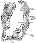 Sagittal section through sinus of child's kidney, showing lower part of pelvis and commencement of ureter.