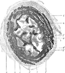 Cross section of developing bone of human fetus of four months. Labels: a, periostem; b, boundary between endochondral and periosteal bone; c, perichondral bone; d, remains of area of calcification; e, endochondral bone; f, f', blood vessels; g, g', developing Haversian spaces; h, marrow; i, blood vessels.