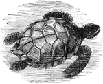The green turtle (Chelonia mydas) is a large sea turtle and the only member of the species Chelonia.