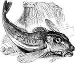 The gurnard or sea robin (Trigla cuculus) are bottom feeding fish of the Triglidae family.