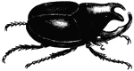 "The <em>Ateuchi</em> are large, flat insects, with a broudtoothed clypeus. To this genus belongs the Sacred Scarabaeus of the Egyptians."