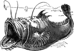 The angler (Lophius piscatorius) is a monkfish known for catching prey with a lure hanging above its large mouth.