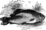 The common carp (Cyprinus carpio) is a freshwater fish related to the common goldfish.