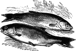 The roach (Leuciscus rutilus) and the dace (Leuciscus leuciscus) are European freshwater fish of the Carp family.