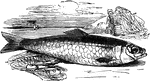 The Atlantic herring (Clupea harengus) is one of the most abundant species of fish.