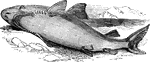 The great white shark (Carcharodon carcharias) is a large shark found in all major oceans.
