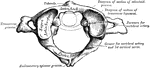 First cervical vertebra, or atlas.