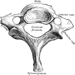 Seventh cervical vertebra.