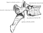 A thoracic vertebra.