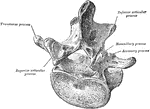 Lumbar vertebral, viewed obliquely.