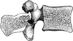 Bony structure of lumbar vertebra.