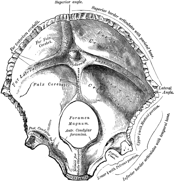 Occipital Bone Anatomy Anatomy Diagram Book My Xxx Hot Girl 3417