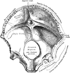 The inner surface of the occipital bone.