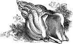 The common whelk (Buccinum undatum) is a large edible sea snail and a gastropod mollusk.