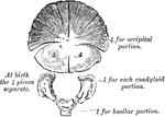 Development of occipital bone. From seven centers.