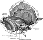 The inner surface of the left temporal bone at birth.