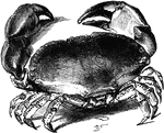 The edible crab (Cancer pagurus) is a species of crab found in the North Sea, North Atlantic, and the Mediterranean Sea.