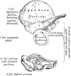 Development of the temporal bone. From ten centers.
