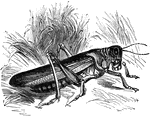 The locust is a short-horned grasshopper in its swarming phase.