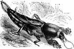 The mole cricket (Gryllotalpa vulgaris) is an insect named for their highly developed forelimbs and burrowing ability.