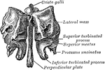 Ethmoid bone from behind.